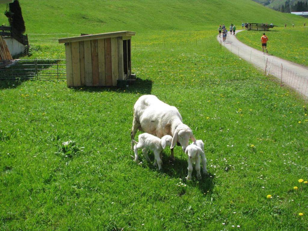 Mountain Hostel Oberstdorf Exterior foto